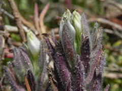 Chloropyron maritimum