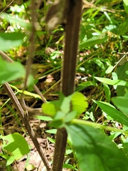 Pycnanthemum incanum