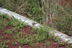 Aspidoscelis gularis