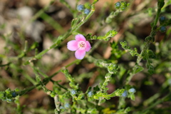 Cyanothamnus coerulescens
