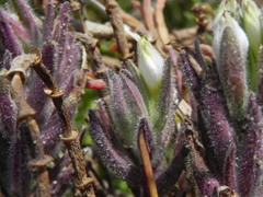 Chloropyron maritimum