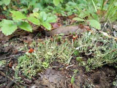 Cladonia cristatella
