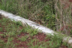 Aspidoscelis gularis