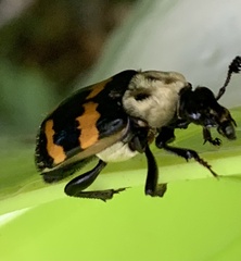 Nicrophorus tomentosus