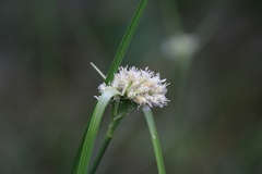 Eriophorum virginicum