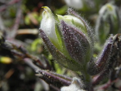 Chloropyron maritimum