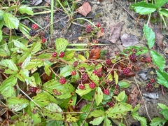 Rubus hispidus
