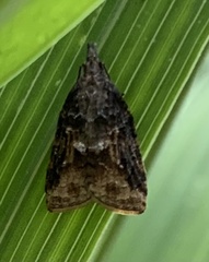 Platynota idaeusalis