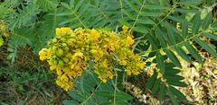 Senna hebecarpa