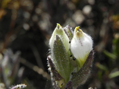 Chloropyron maritimum
