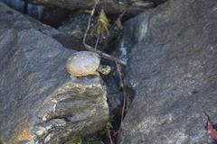 Sternotherus odoratus