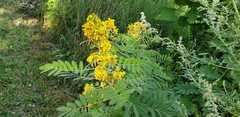 Senna hebecarpa