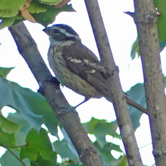 Pheucticus ludovicianus