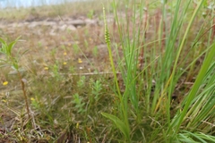 Ophioglossum pusillum