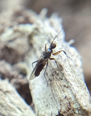 Tachydromiinae