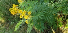 Senna hebecarpa
