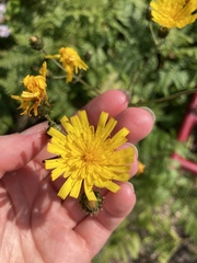 Hieracium umbellatum
