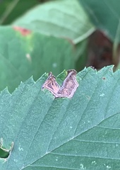 Stigmella apicialbella