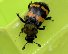 Nicrophorus tomentosus
