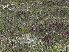 Chloropyron maritimum