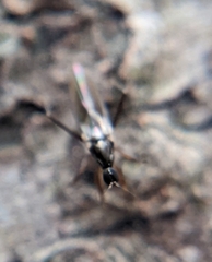 Tachydromiinae