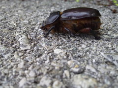 Oryctes nasicornis grypus