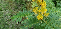 Senna hebecarpa