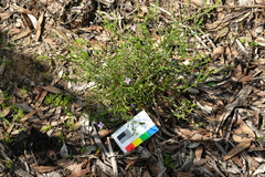 Cyanothamnus coerulescens