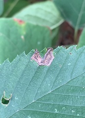 Stigmella apicialbella