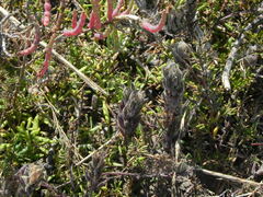 Chloropyron maritimum