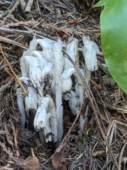 Monotropa uniflora