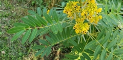 Senna hebecarpa