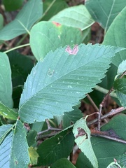 Stigmella apicialbella