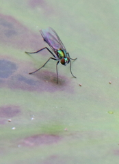 Plagioneurus univittatus