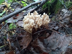 Clavulina coralloides