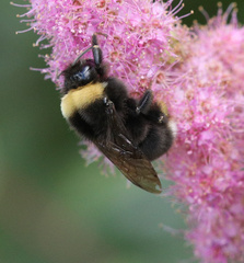Bombus occidentalis