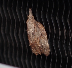 Platynota idaeusalis