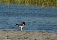 Haematopus palliatus