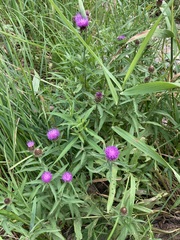 Centaurea nigra