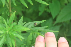 Propylea quatuordecimpunctata