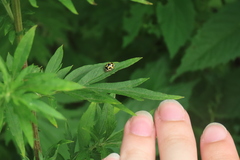 Propylea quatuordecimpunctata