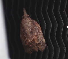 Platynota idaeusalis