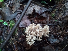 Clavulina coralloides