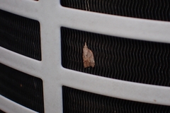 Platynota idaeusalis