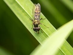 Fazia micrura