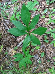 Nabalus trifoliolatus