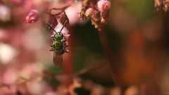 Augochlora pura