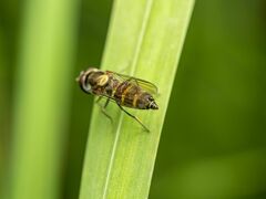Fazia micrura