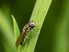 Fazia micrura