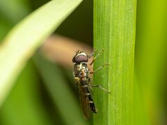 Fazia micrura